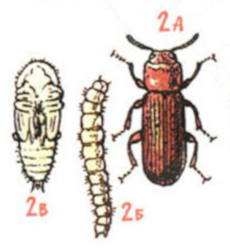 Мучной хрущак (личинка и жук)